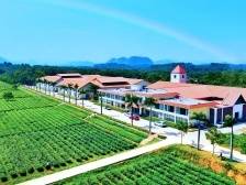 英九庄园：数字赋能，打造英德红茶“金”招牌丨广东农企品牌价值50强评选企业巡礼