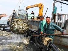 水产“湛江芯”，如何迸发更强生命力？| 寻新记