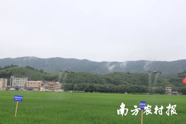 广宁县田讲所现场，无人机喷撒肥料