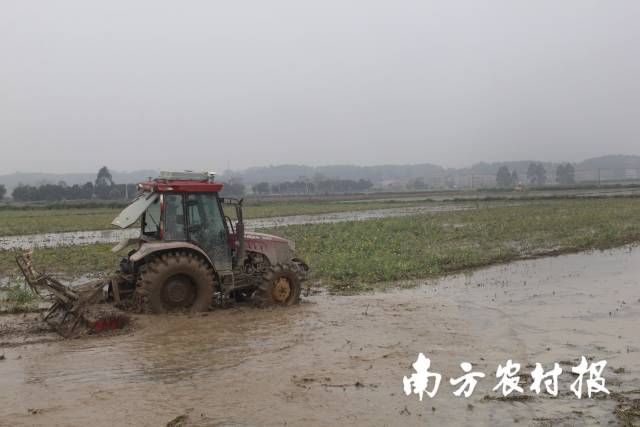 高明田讲所：绿肥还田，拖拉机将油菜花绿肥搅拌到土壤中