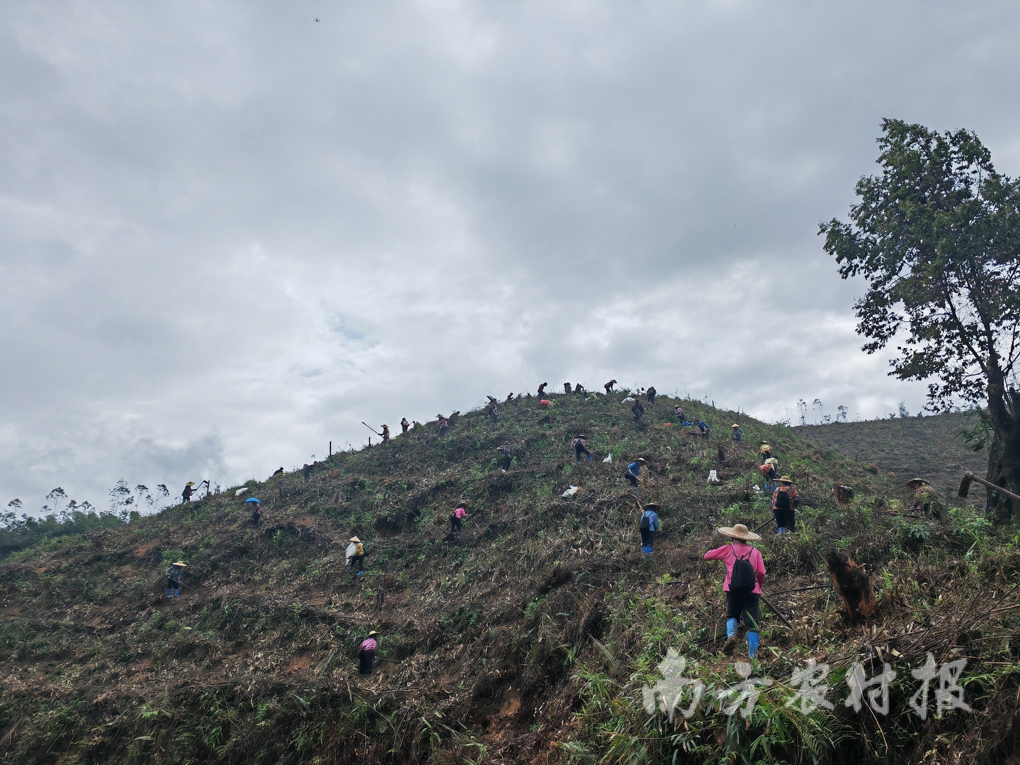 各地毁林工程队伍正抢抓雨季增长山上毁林使命