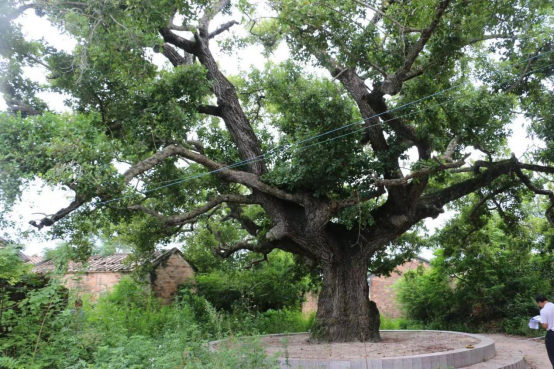 这棵位于湛江市遂溪县草潭镇罗屋村的铁线子树，被认为是目前我国发现最大和最古老的铁线子树。