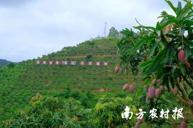 田阳区打造的芒果“圳品”基地。