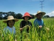 驻茂南鳌头镇工作队：一“米”链条，独占鳌头｜驻镇这三年⑬