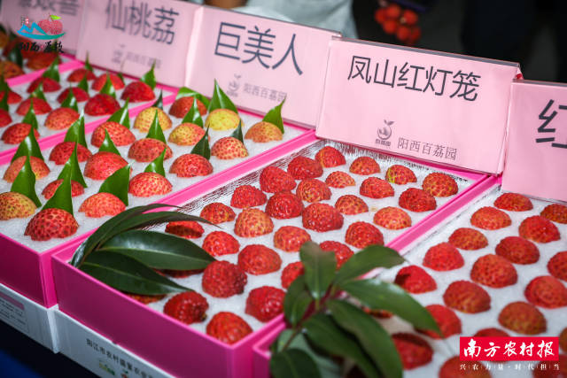 丰富的荔枝品种是阳西荔枝产业一大特点。