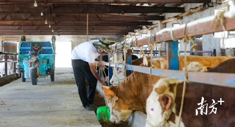 在新疆简朴农业业余相助社内，县优使命职员正在给牛喂草料。异农