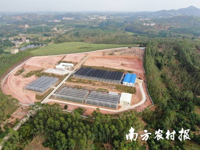 驻茂名化州新安镇工作队助力当地建成水稻果蔬繁育中心。受访者供图