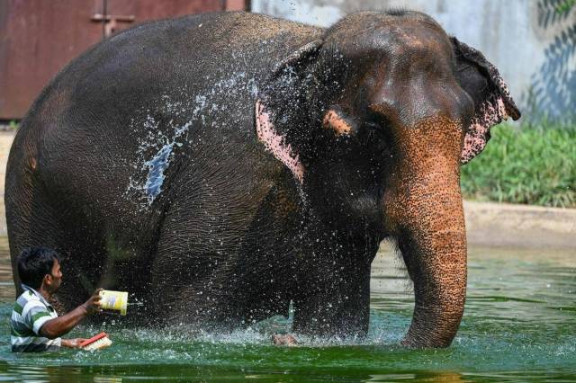 △印度孟买一家动物园的工作人员为大象洗澡。
