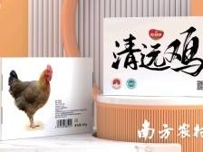 爱健康：全程可溯正宗清远鸡，从田间“飞”到餐桌丨广东农企品牌价值50强评选企业巡礼
