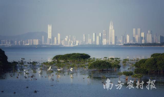 广东深圳福田红树林国际重要湿地