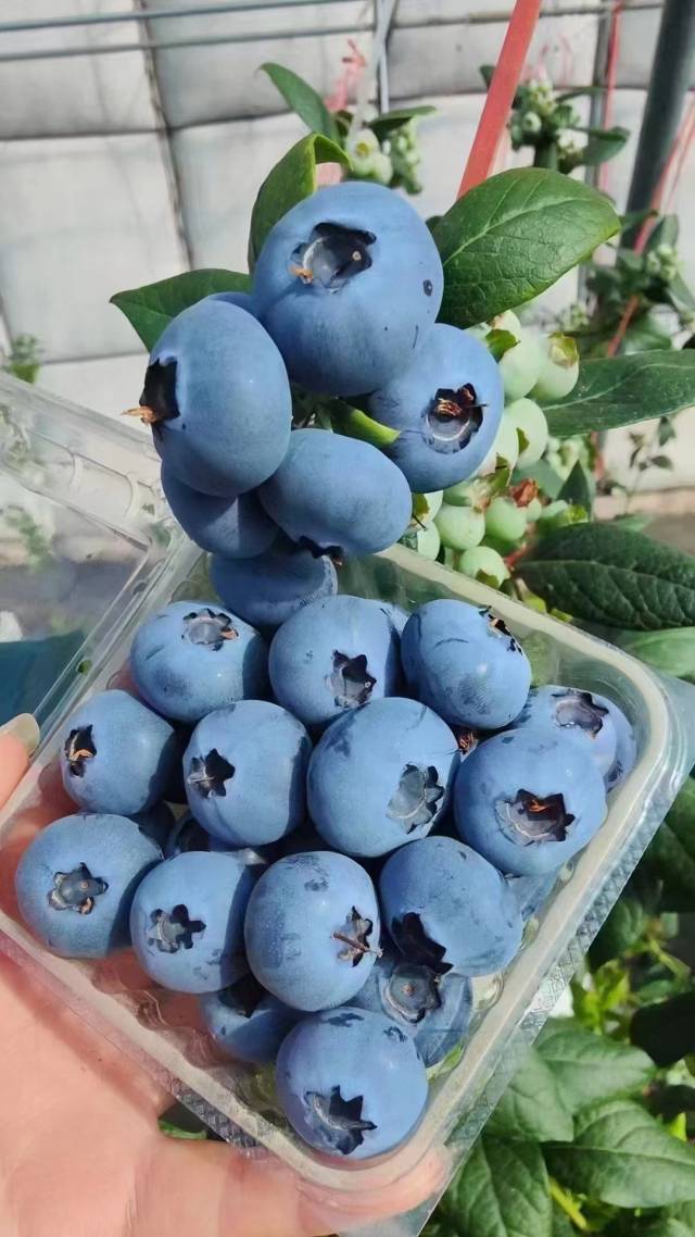 丹东蓝莓。