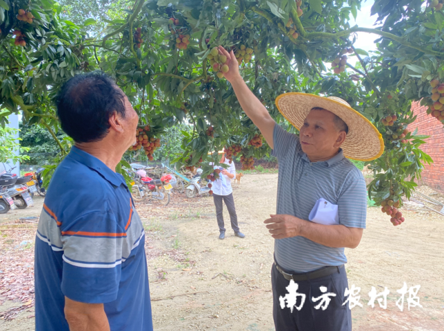 专家与化州市红阳种养业余相助社负责人交流挂果情景。