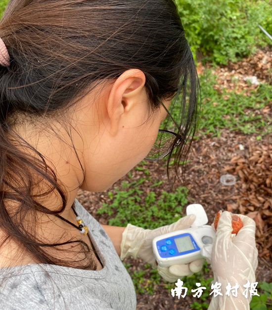 在化州市富旺种植有限公司果园现场丈量荔枝的糖分比例