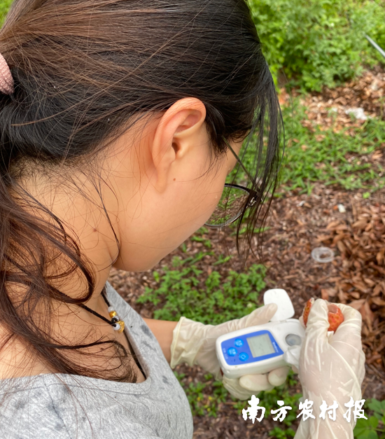 在化州市富旺种植有限公司果园现场测量荔枝的糖分比例 在化州市富旺种植有限公司果园现场测量荔枝的糖分比例