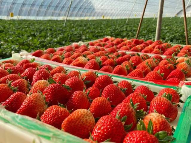 丹东草莓。
