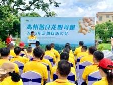 分界镇储良村： “龙眼村”探路新业态｜茂名典型村一线行㉒