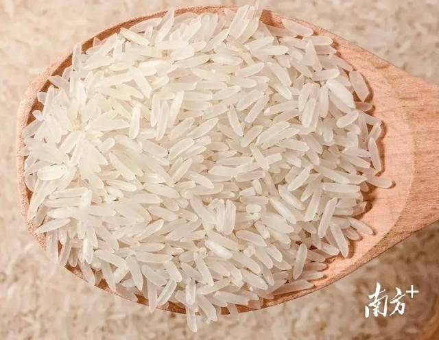 电白丝苗米米粒细长，玲珑小巧，油质饱满，洁白如玉，每一颗米粒都闪烁着丝丝光泽，被电白人演绎出千变万化的吃法。谭家富 摄