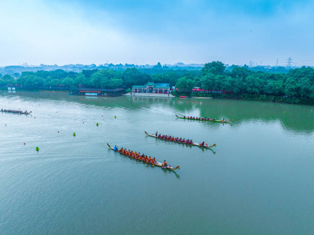 6月8日，海珠湿地共有11支队伍参与龙舟邀请赛，群龙竞渡，热闹非凡。