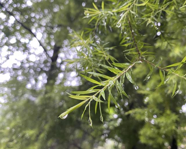 南方农村报 李嘉镓 制图