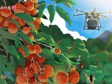 给“荔”好时节！无人机辅助采运的荔枝来了 | 新鲜“时”景画