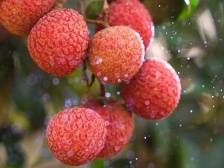 “水果自由”技术，为你冻住一口广东鲜甜丨遥遥领“新”