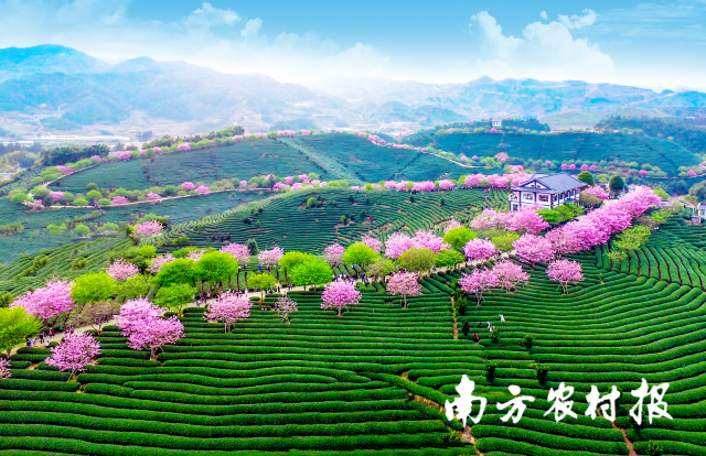 福建龍巖永福櫻花茶旅景區(qū)。