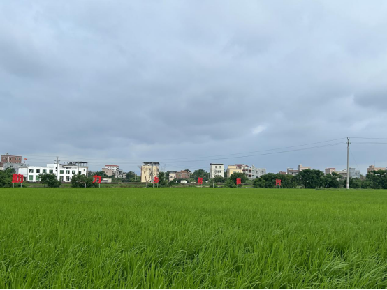 茂名市电白区林头镇文车村丝苗米种植基地一片绿意葱葱。