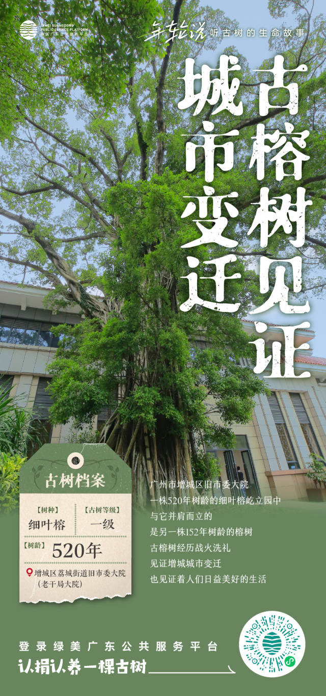 古榕树枝干舒展、高耸入云。 