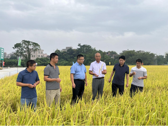 何浩然（左二）与专家们一起查看丝苗米生长情况。&nbsp; 受访者供图