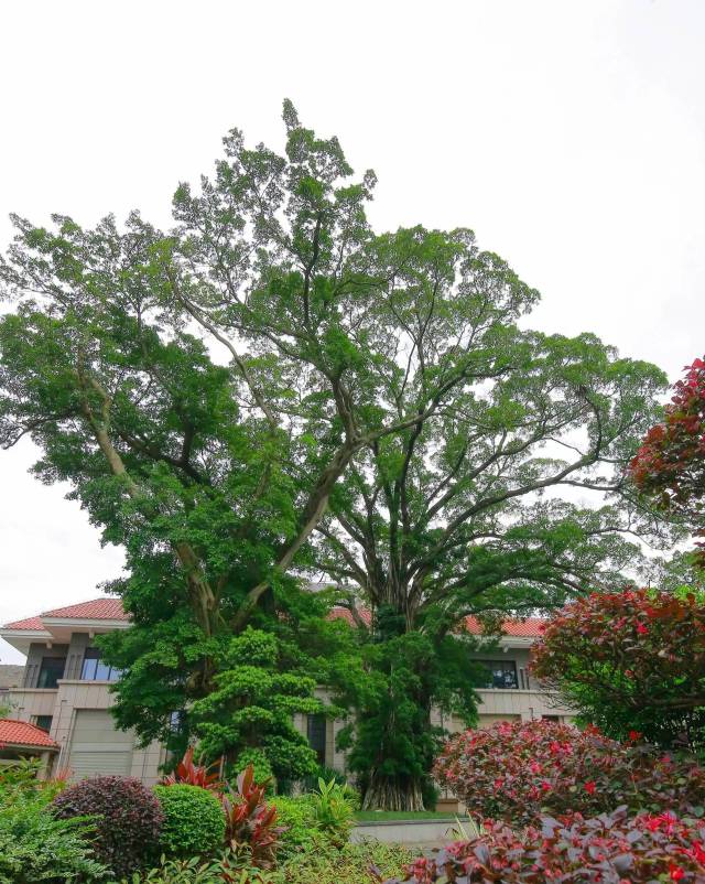 如今，旧市委大院里一片绿意盎然。