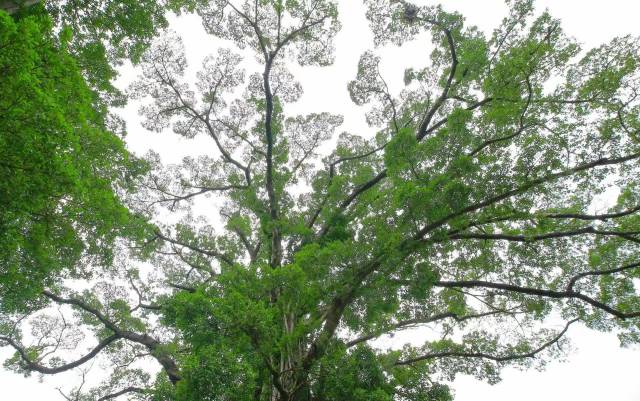 古树开枝散叶，寄托着人们对增城兴旺发达的愿望。