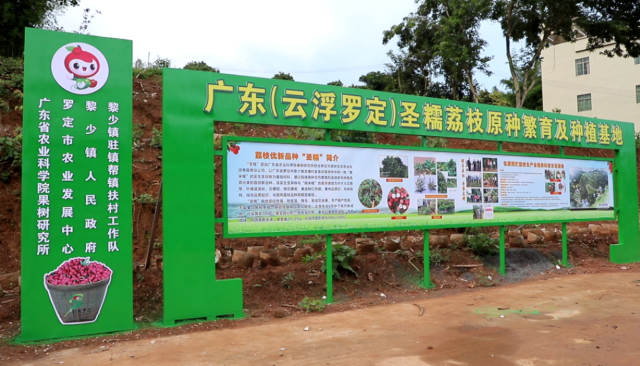 广东（云浮罗定）圣糯荔枝原种繁育及种植基地。