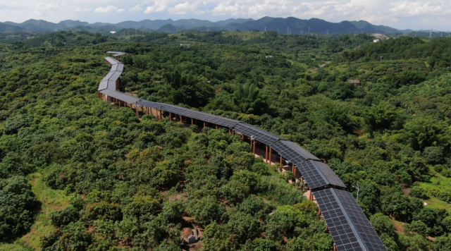 罗定“圣糯”荔枝种植基地。