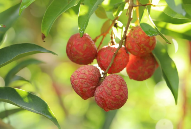 罗定“圣糯”荔枝。