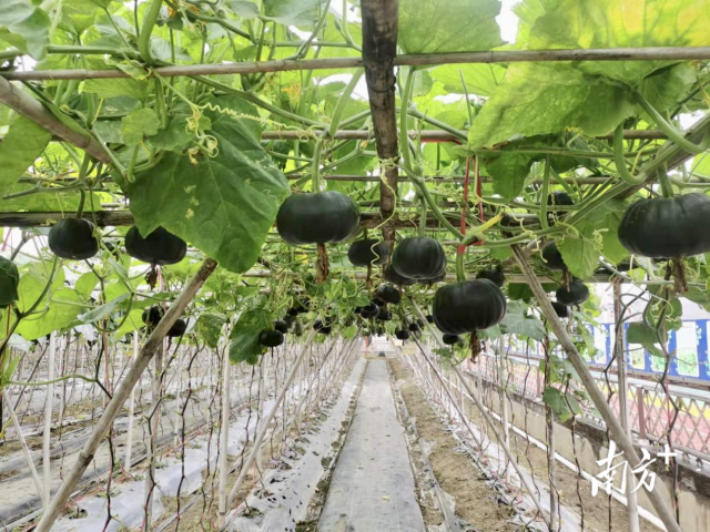 蔬菜所南瓜团队培育的南瓜新品种，产量高，整齐一致，商品性好。