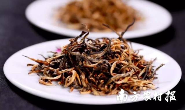 世界高香红茶——英德红茶 世界高香红茶——英德红茶