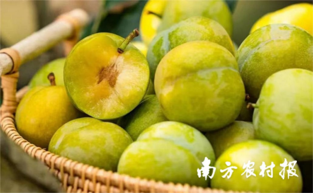 酸甜恰到好处的镇宁蜂糖李。 酸甜恰到好处的镇宁蜂糖李。