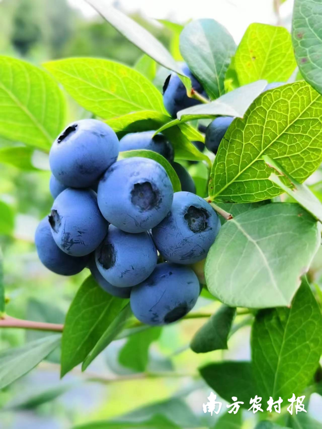果实丰满、苦涩适口的麻江蓝莓。
