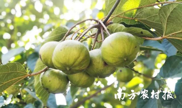 独山县特产金盾油桐。