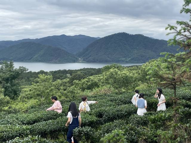 游客體驗(yàn)采摘羅坑茶,。