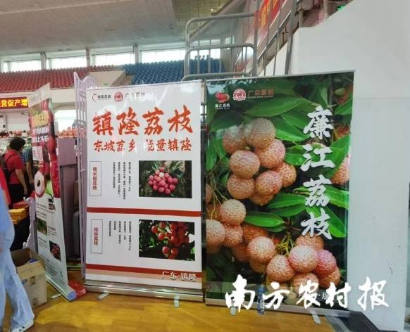 广东荔枝现场参展。