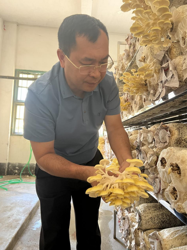 徐逢伟观察黄金菇的生长情况。受访者供图