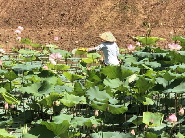 丰亨村在工作队的帮助下打造莲子产业。受访者供图