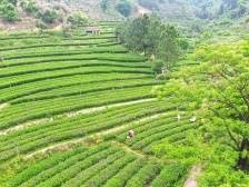 记者手记：一片小茶叶“链”接大世界