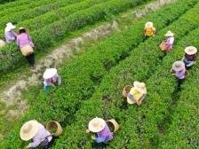 南方有嘉木，五邑茶飘香｜江门优品④