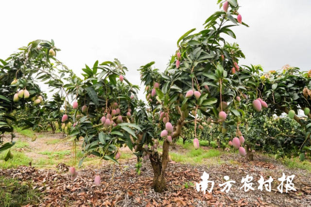 百色市田阳区芒果种植基地。