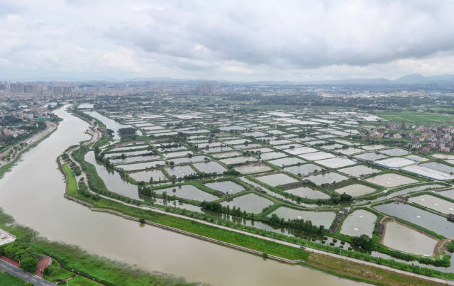 江门鹤山市古劳镇新星村，桑基鱼塘串联成片。