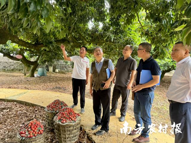 专家组到荔枝园调查果树生长情况。