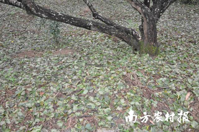 持续降雨诱发青梅炭疽病造成大量落叶。