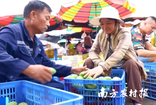 央视再现百色芒果的农“芒”时刻，邀你品尝夏日甜蜜！